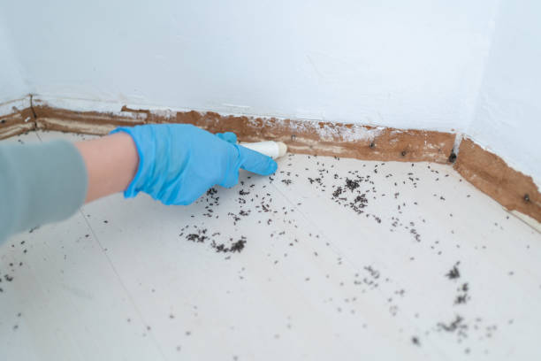 Best Pest Control for Homes  in Bellows Falls, VT